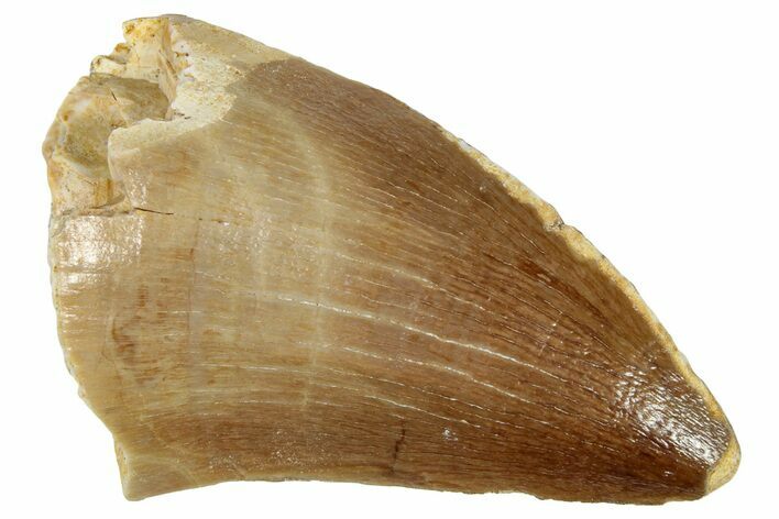 Fossil Mosasaur (Prognathodon) Tooth - Morocco #249818